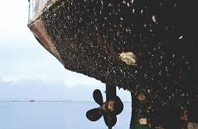 Marine biofouling on a vessel hull and propeller